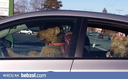 Pies sobie trąbi bo może