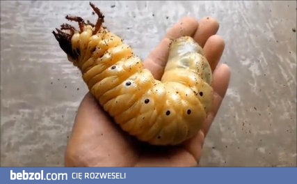 Rozwój żuka Rohatyniec Herkules