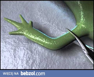 Proces regeneracji uszkodzonej kończyny, u jaszczurki
