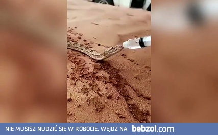 Dobry człowiek na pustyni dzieli się z wężem wodą