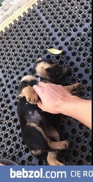 Szczeniak zasypia podczas zabawy