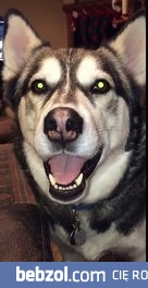 Pyskaty Husky odszczekuje się właścicielce