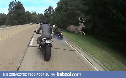 Jeleń zdejmuje motocyklistę