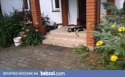 Rottweiler ochrona 24h