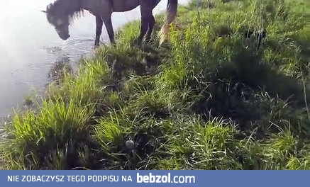 Idiota utopił konia