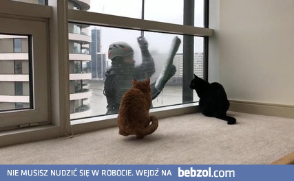 Koty uwielbiają zabawę z czyścicielem okien