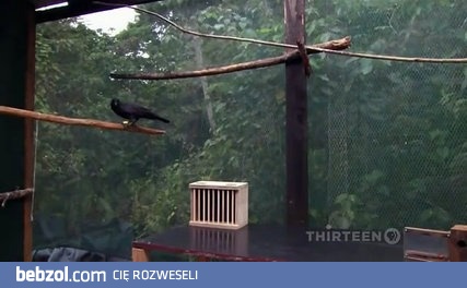 Jak mądre są wrony?