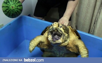 Żółw sępi vs Arbuz