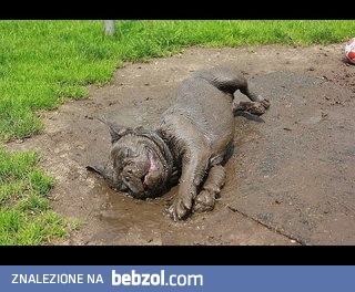 Najlepsze chwile w życiu psa