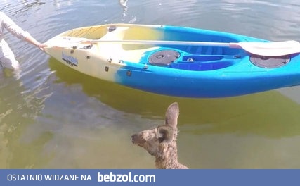 Dobrzy ludzie ratują kangura