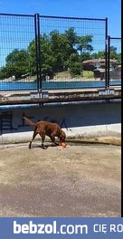 Sprytny pies wymyślił sposób jak samemu bawić się 