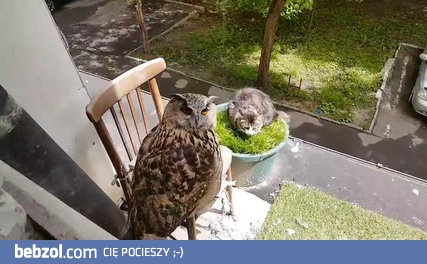 Sowa pilnuje kota jedzącego trawę