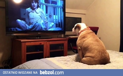 Wrażliwy buldog ogląda horror