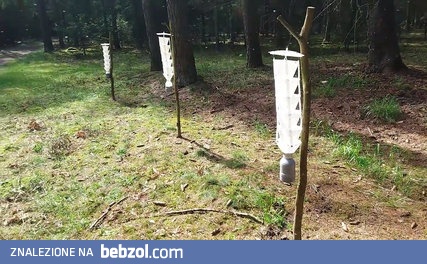 Jak brzmią korniki?