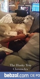 Idź sobie człowiek, ten niebieski pasek jest mój