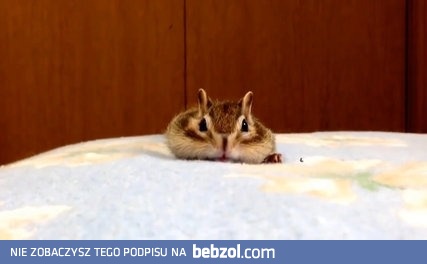 Wiewiórka i świeża pościel 