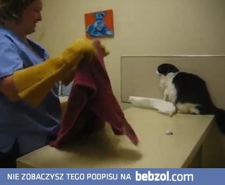 Kot nie daje sobie zrobić zastrzyku