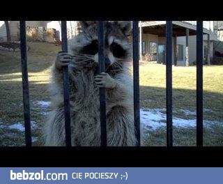 Szop pracz bardzo nie chciał opuścić podwórka