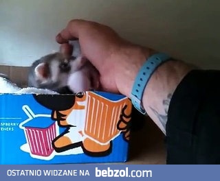 Człowiek, chodź zobacz, pokażę ci swoje dzieci