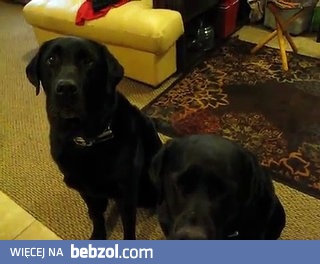 Kto zjadł ciasteczka ?