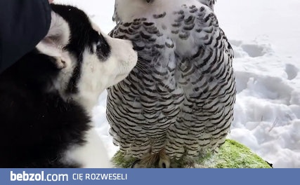 Buzi, buzi, czyli husky całuje sowę