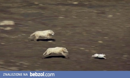 Grupowe polowanie wilków na szybkiego zająca