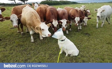 Ciekawskie mućki zainteresowane nietypowym ubiorem psa