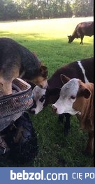 Gdy jesteś na diecie ale masz wielką ochotę na stek