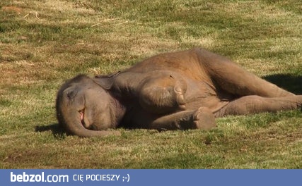 Słonica nie może dobudzić swojego dziecka