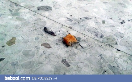 Oddział mrówek dzielnie kradnie nugetsa