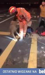 Pies dziękuje ratownikowi który wyciągnął go ze studzienki