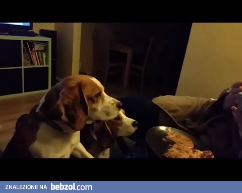 Dwa głodne psy próbują handlu aby dostać kawałek pizzy