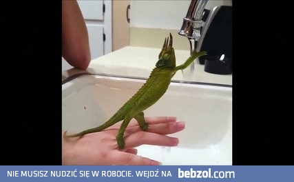 Kameleon kompletnie zafascynowany strumieniem wody