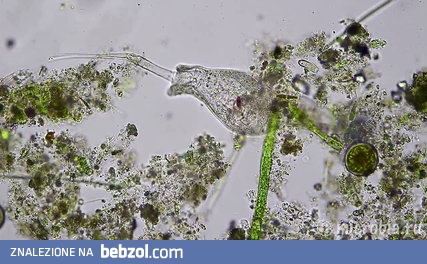 Drapieżny orzęsek atakuje i pożera wrotka