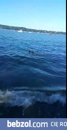 Pies ratuje tonącą sarnę