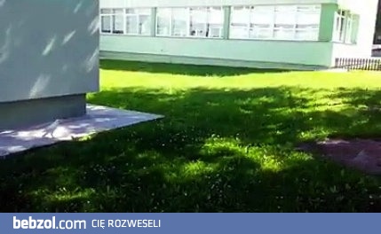 Biały kruk , niezwykle rzadki okaz , uwieczniony w Rosji