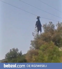 Żeby kózka nie skakała to by linii nie złapała