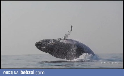 40-tonowy wieloryb humbak robi serię efektownych wyskoków 