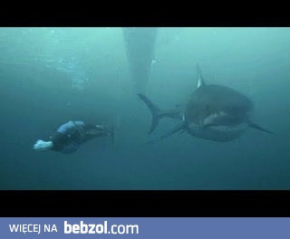 Wyścig: Michael Phelps vs Rekin. Kto wygra?