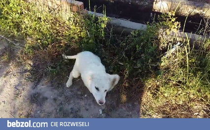 Radość szczeniaka znalezionego na polu