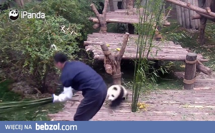 Mała panda nie chce zostać sama