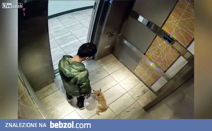 26 latek pobił psa w windzie