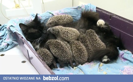 Kocia mama zaopiekowała się osieroconymi jeżami