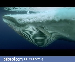 POTĘŻNA ławica sardynek walczy o przetrwanie