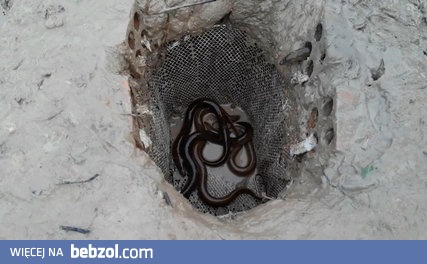 Prosta pułapka na węgorze z koszyka rowerowego