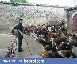 Karmienie 120 myśliwskich psów gończych