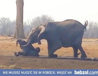 Lew, król zwierząt, który ma ochotę zjeść małego słonia