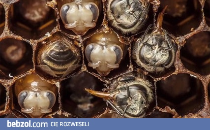 Pszczeli cud narodzin - 21 dni rozwoju ukazane w 60 sekund