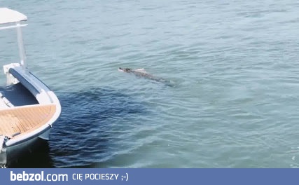 Krokodyl złapał zarzutkę doskonałej jakości