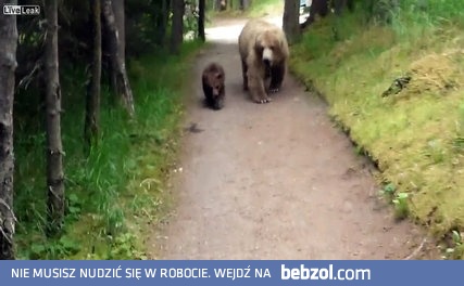 Niezwykle spokojny człowiek nagrywający misią rodzinę 